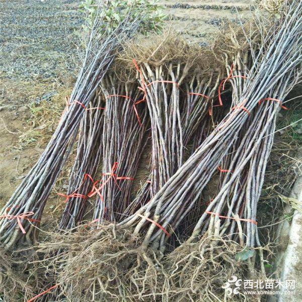 最新求购苗木，探寻绿色发展未来之路